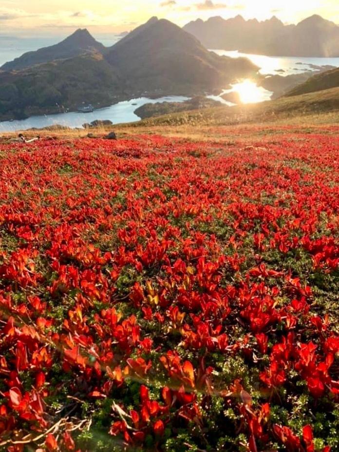 Lofoten And Vesteralen Kveldro Myrland エクステリア 写真